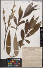 Foto von Salix cinerea L. x Salix viminalis L.